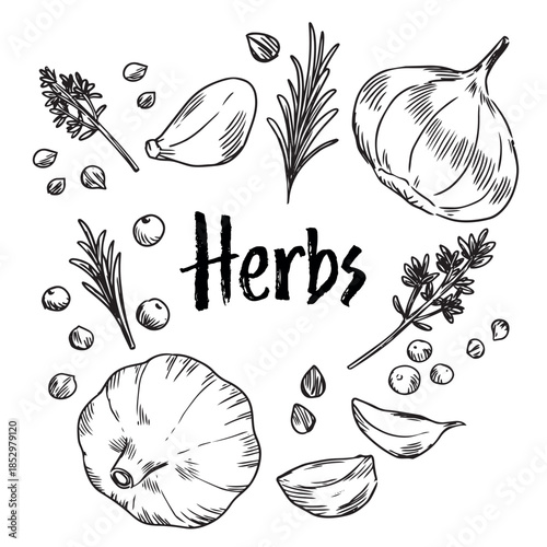 Hand drawn herbs food ingredients illustration