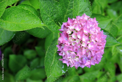 雨上がりのアジサイ