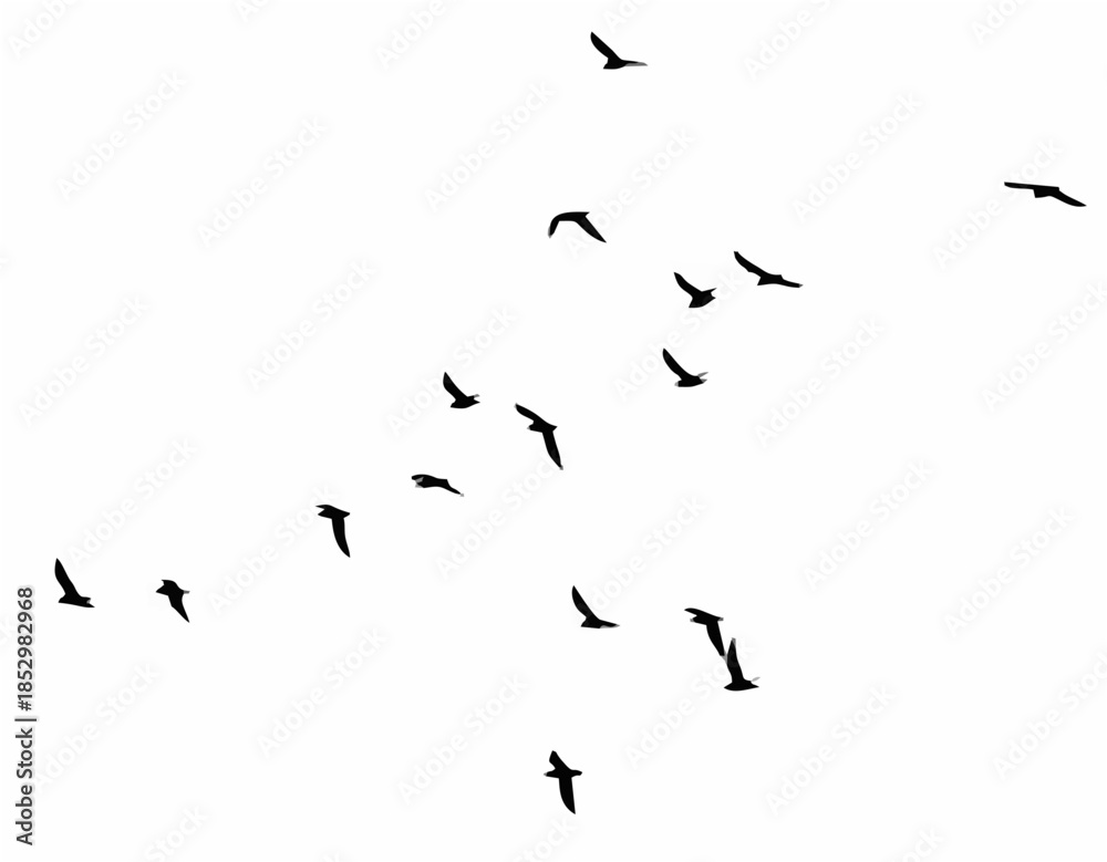 Fototapeta premium A flock of birds on a white b...