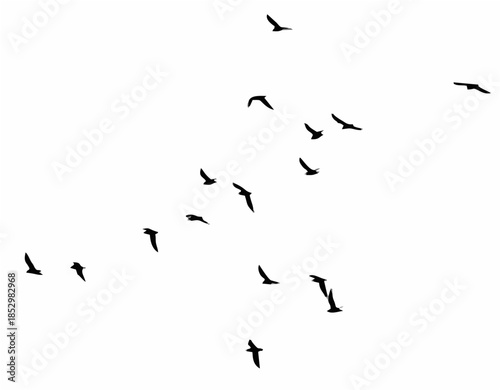 A flock of birds on a white b...