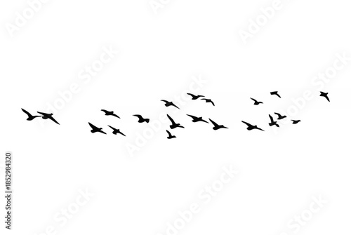 Birds flying in a natural vie...