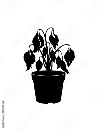 Dried houseplant in a pot with a transparent background