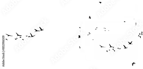 Common Crane and Greater whit...