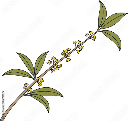 Illustration of a fragrant olive branch with small yellow flowers and green leaves.