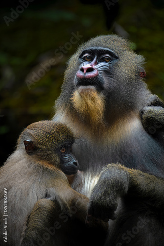 mother and baby Mandril monkey