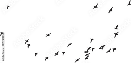 Flying birds. Vector image. W...