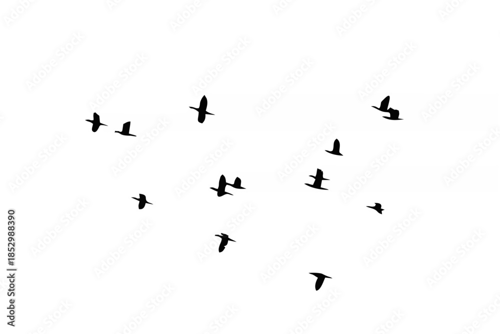 Fototapeta premium Flying of flock birds silhoue...