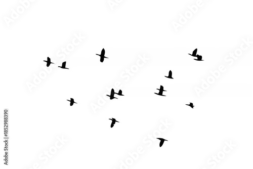 Flying of flock birds silhoue...