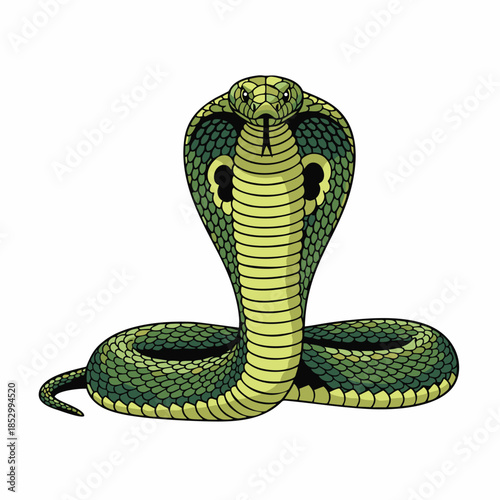 vector illustration of a cobra on a white background