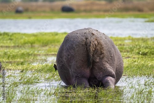 Funny, bum, bum of a hippopotamus (Hippopatamus amphibius), Xakanaxa, Okavango Delta, Moremi Game Reserve, Botswana