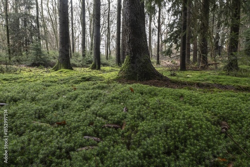 Moss am Waldboden, Emsland, Lower Saxony, Germany