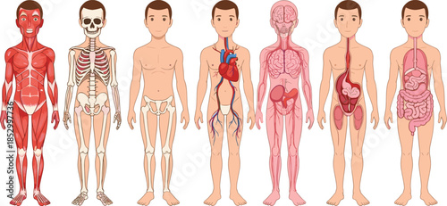 Human anatomy vector collection showing various medical body systems and organs.Human anatomy vector collection showing various medical body systems and organs.