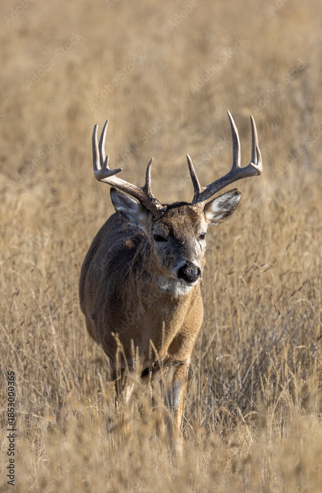 Fototapeta premium Buck Whitetail Deer During the Rut in Colorado in Autumn