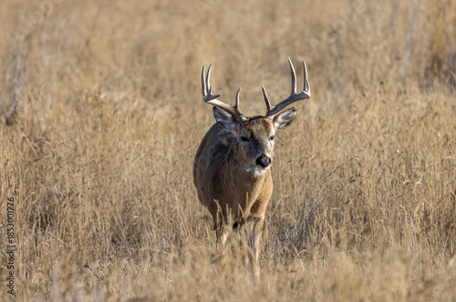 Buck Whitetail Deer During the Rut in Colorado in Autumn
