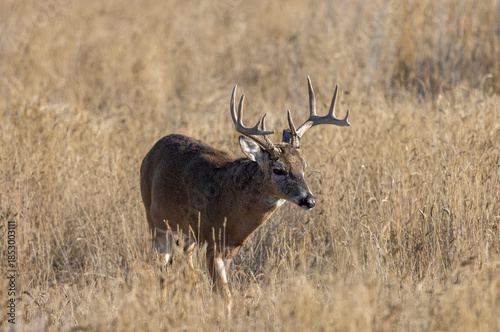 Buck Whitetail Deer During the Rut in Colorado in Autumn