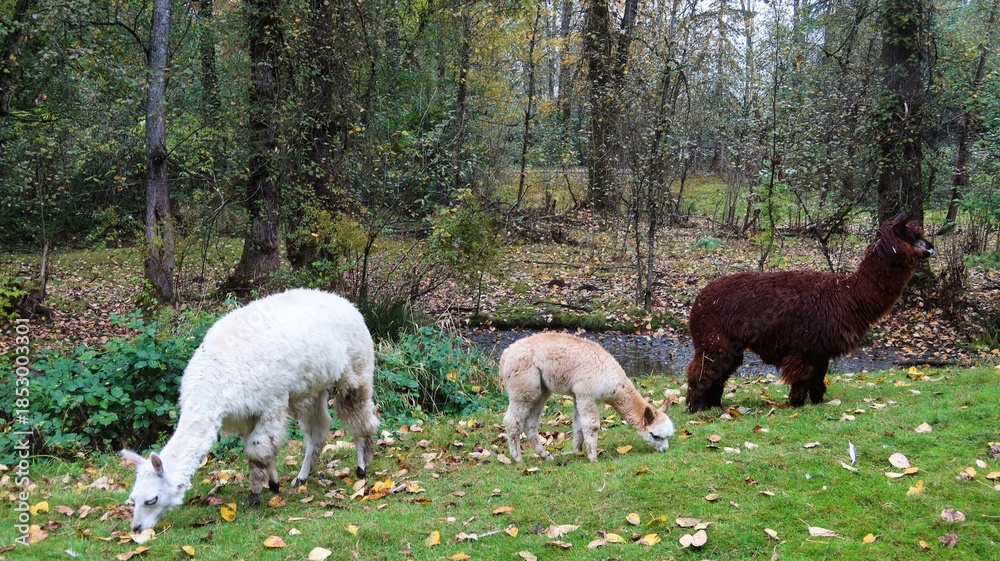 Naklejka premium three alpacas in white, light brown and dark brown, eating greass. All three graze on a grass patch surrounded by tall trees and fallen leaves in Greater Vancouver Zoo