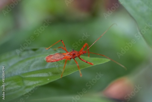 Red predatory bug, Costa Rica