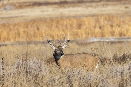Buck Whitetail Deer During the Rut in Colorado in Autumn