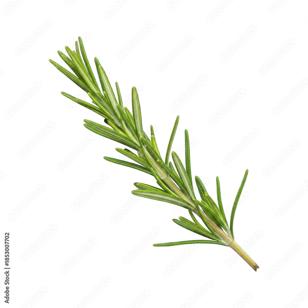 Obraz premium Vibrant Green Fresh Rosemary Sprig with Aromatic Leaves Isolated on Black Background, Perfect for Culinary, Herbal, and Spice Related Projects