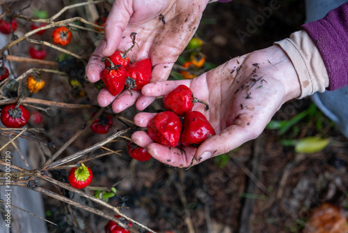 Obraz na plátně Dirty hands collecting a handful of ripe red chili peppers from a dried plant, s