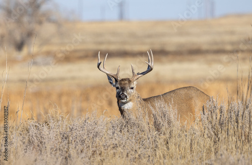 Buck Whitetail Deer During the Rut in Colorado in Autumn