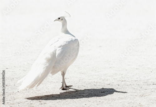 A rear view of an offwhite bird with a delicate crest standing on light sandy ground, casting a distinct shadow while the soft sunlight highlights its feathers and elegant tail