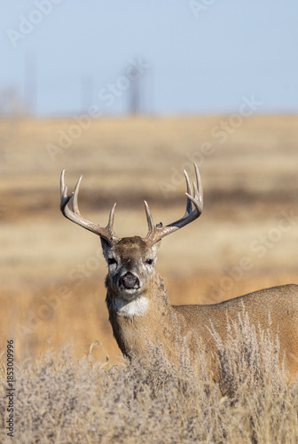 Buck Whitetail Deer During the Rut in Colorado in Autumn