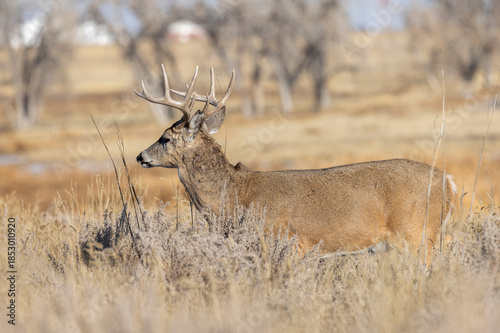 Buck Whitetail Deer During the Rut in Colorado in Autumn