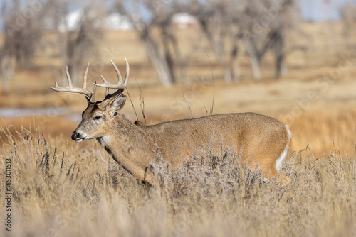 Buck Whitetail Deer During the Rut in Colorado in Autumn