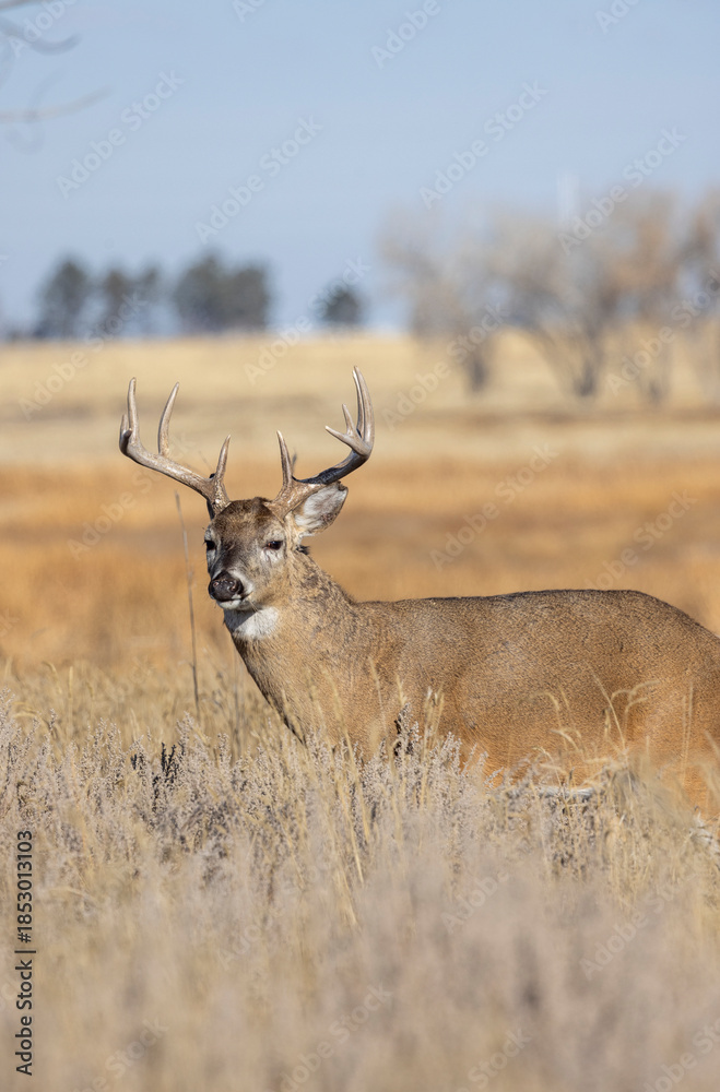 Naklejka premium Buck Whitetail Deer During the Rut in Colorado in Autumn