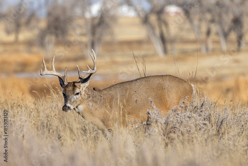 Buck Whitetail Deer During the Rut in Colorado in Autumn
