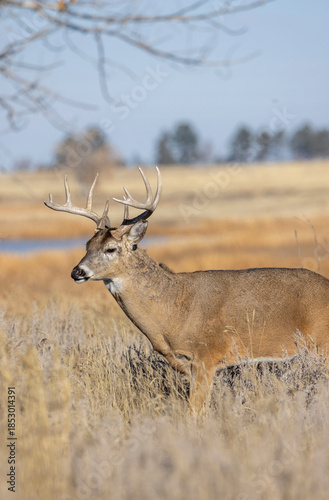Buck Whitetail Deer During the Rut in Colorado in Autumn