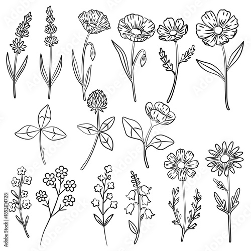 Wildflower line art set. Flower doodle botanical collection. Herbal and meadow plants, grass. Vector illustration isolated on white background. Daisy, clover, poppy simple hand drawn elements.