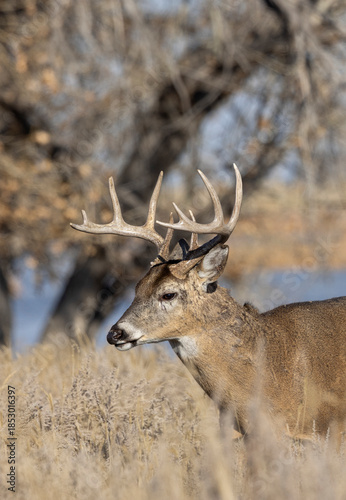 Buck Whitetail Deer During the Rut in Colorado in Autumn