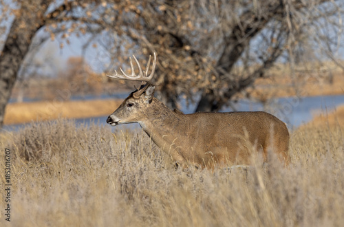 Buck Whitetail Deer During the Rut in Colorado in Autumn