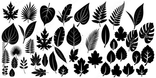 Collection of various leaf silhouettes in different shapes and sizes on white 