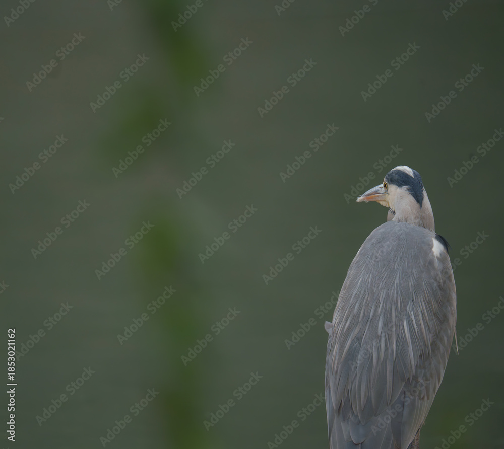 Fototapeta premium Grey heron waiting for prey