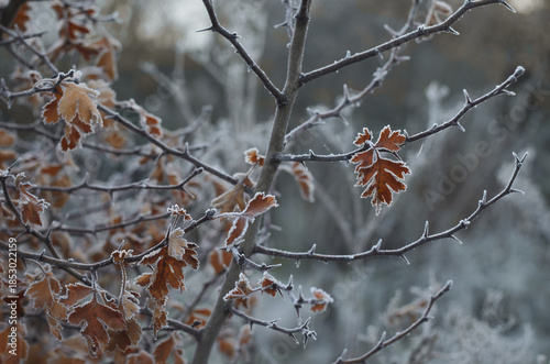 Branches of a tree with leaves covered with frost. Winter.
