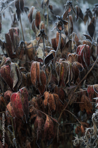 Dry brown leaves of the plant, covered with frost. Winter.