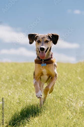 cheerful spotted Dog runs across field against blue sky background. dog is wearing collar, and she is enjoying herself. pet jumps over green grass. walking, animal training.