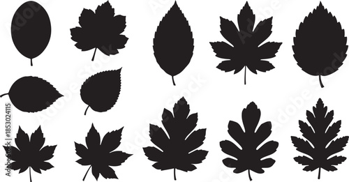 Collection of diverse black leaf silhouettes on white