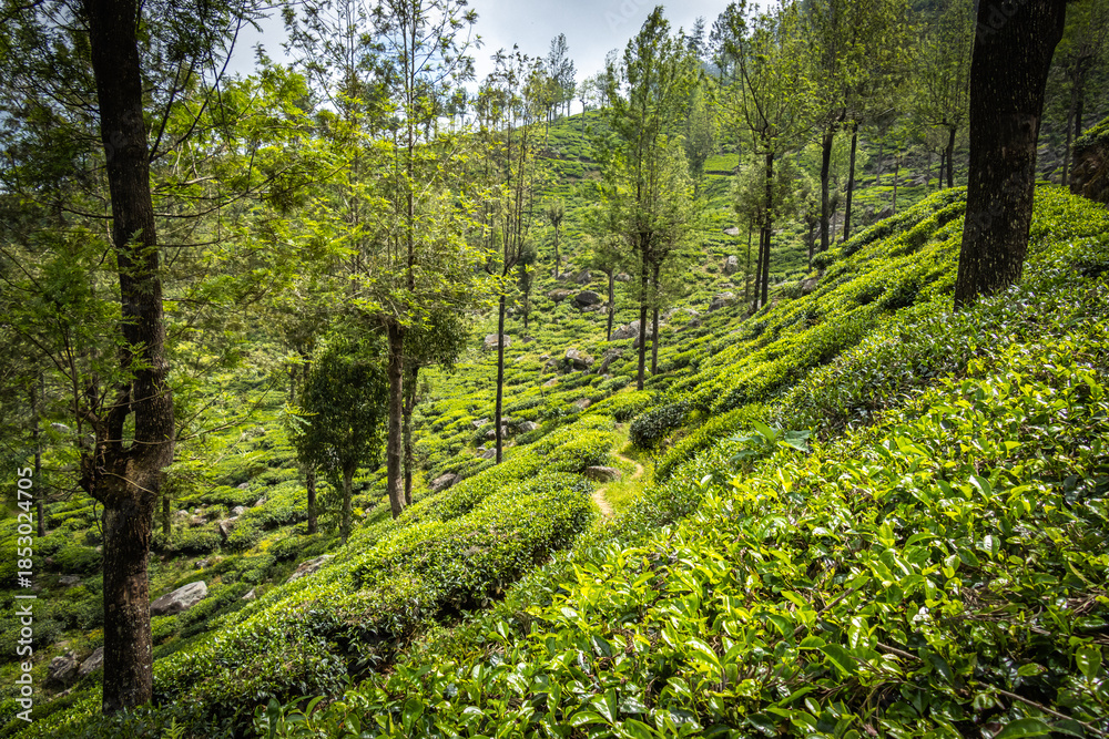 Fototapeta premium tea plantations, estates, tea, cultivation, terraces, haputale, highlands, sri lanka, ceylon