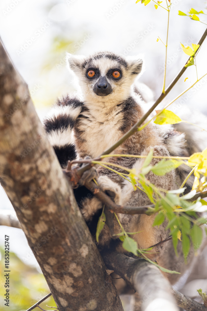 Fototapeta premium Ring tailed lemur sits on a tree branch in Madagascar