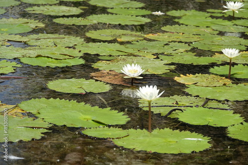 Foto White Waterlily Flowers on a Pond