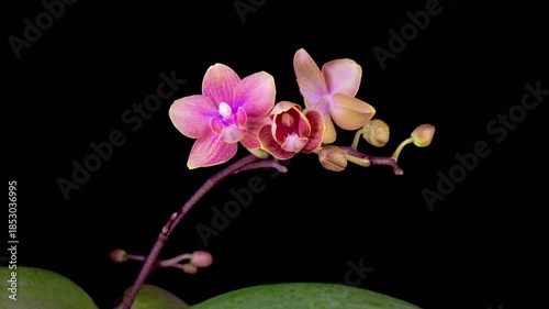 Orchid Blossoms. Blooming Red Orchid Phalaenopsis Flower on Black Background. Time Lapse. 4K.