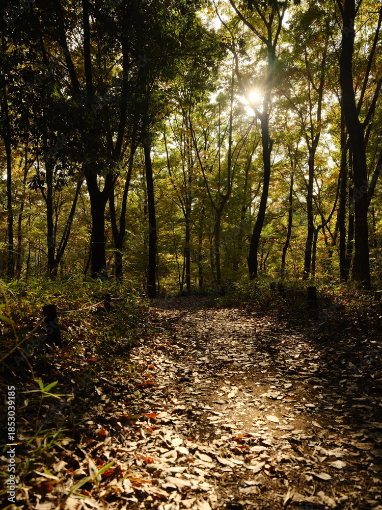Obraz premium 秋の森 紅葉 昭和記念公園