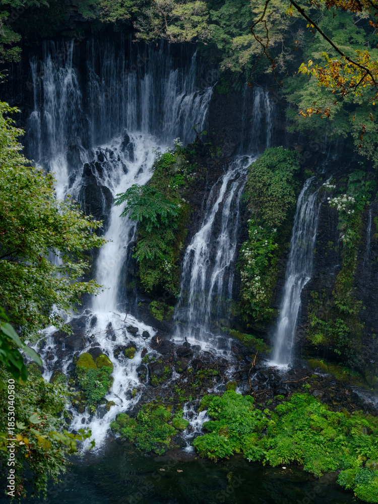 Fototapeta premium 白糸の滝 静岡県