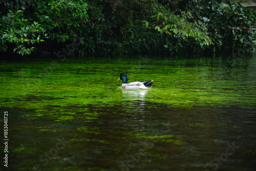 日本の清流とカモ