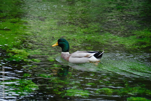 池に浮かぶカモ 日本の鳥