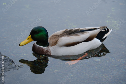 池に浮かぶカモ 日本の鳥